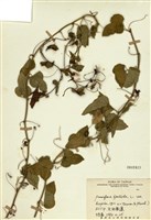 藏品(毛西番蓮)的圖片